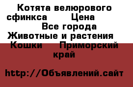 Котята велюрового сфинкса. .. › Цена ­ 15 000 - Все города Животные и растения » Кошки   . Приморский край